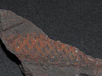 Lepidodendraceae